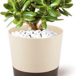 Planters Pot
