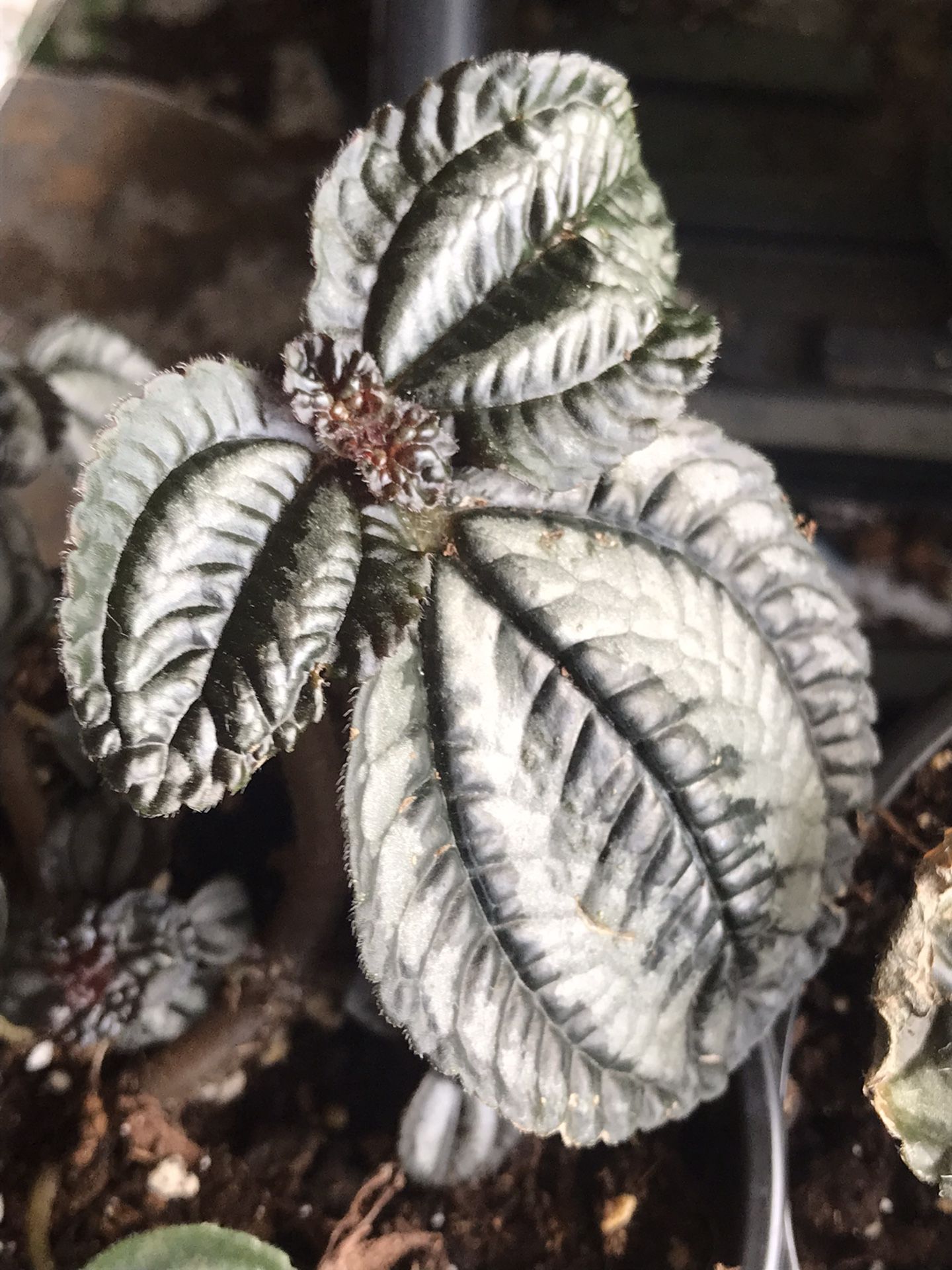 Ripple peperomia - Lucky Emerald Ripple  (Peperomia caperata) - live 3.5 inch pot 
