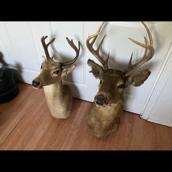 Deer Head Taxidermy Wall Mounts