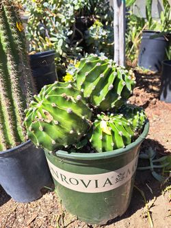 Cactus