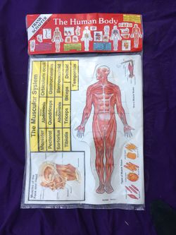 New human body board set $5.00