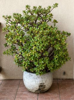 Jade Plant