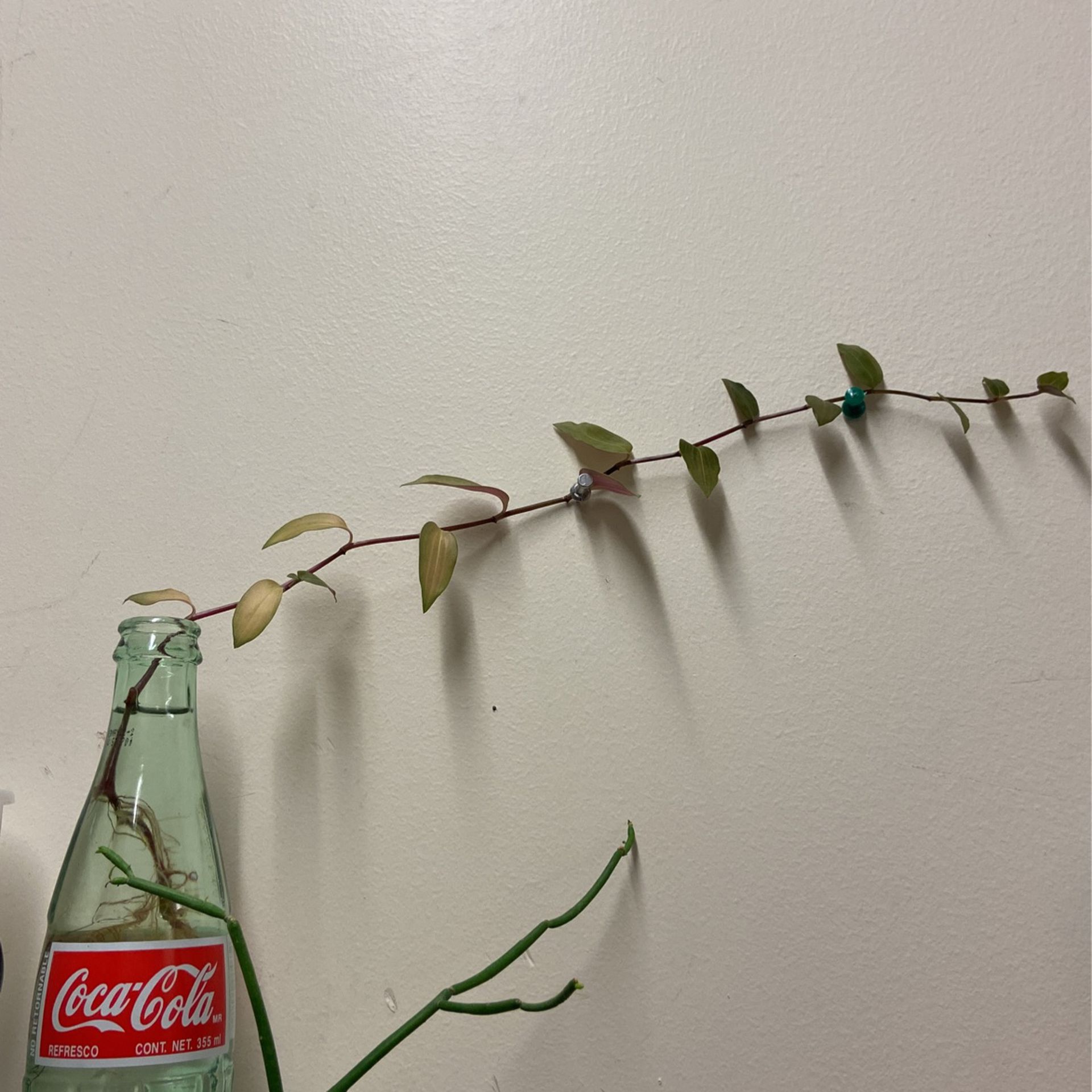 Plant Vine In Coke Bottle 