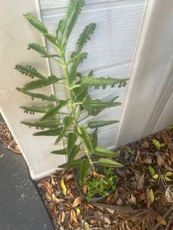 Mother of Millions Kalanchoe