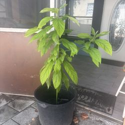 Hass avocado tree 4’2”