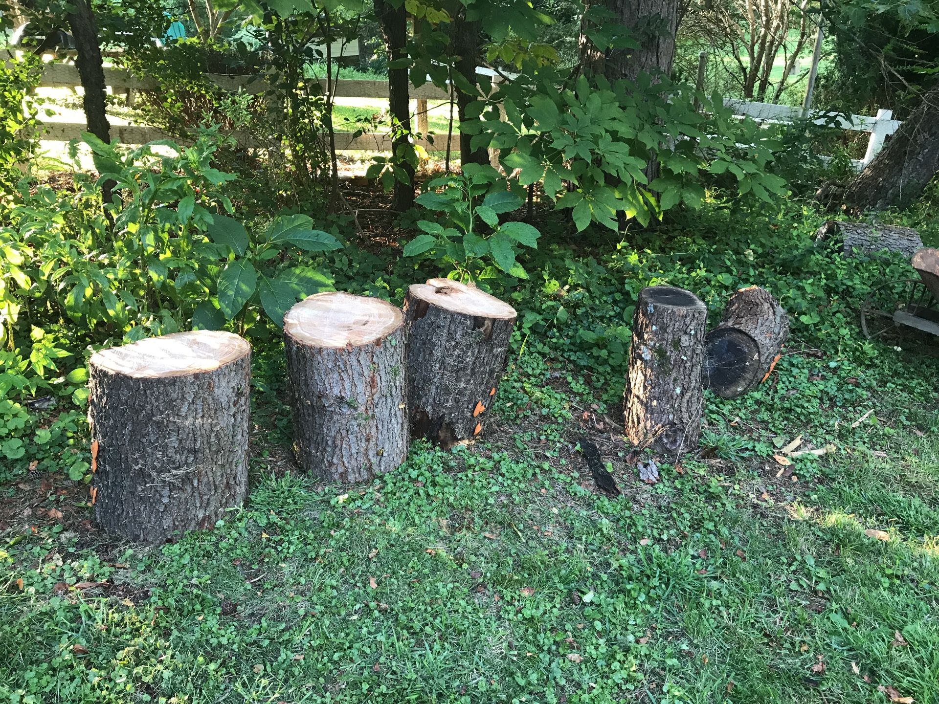 Free firewood