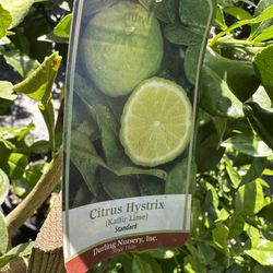Citrus Hystrix (Thai Lime ) Tree 15gal 