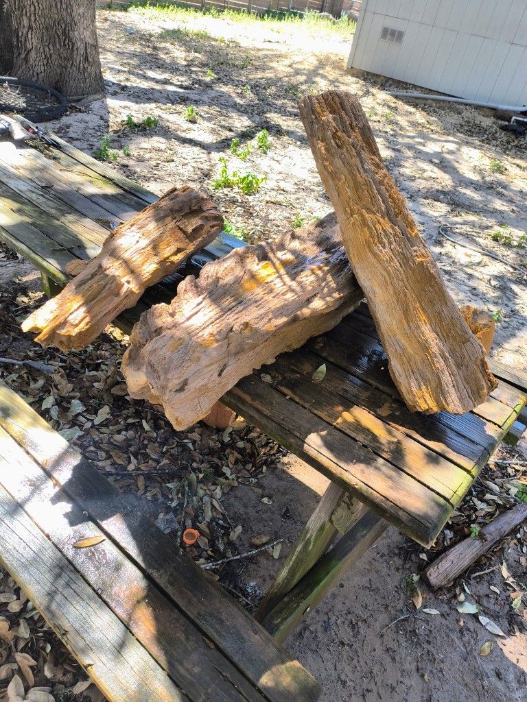 Petrified Wood