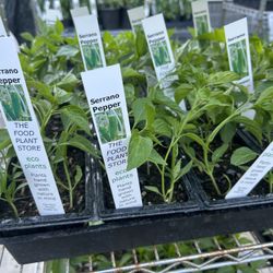 Vegetable Plants 5$ Each Pack