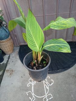 planta canalily