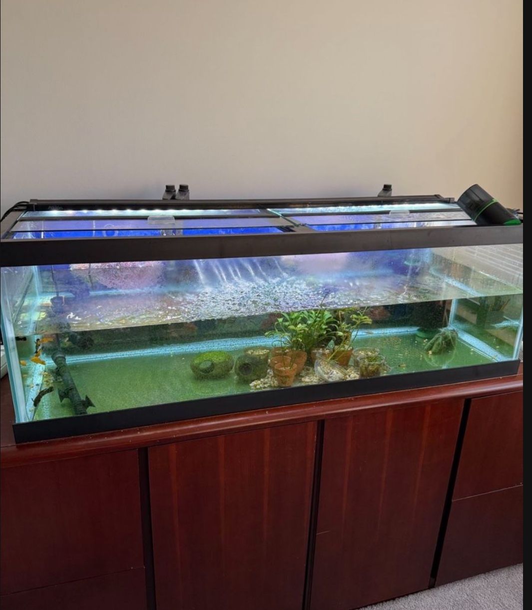 75 Gallon Fish Tank