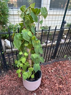 Pothos Vine Plant with Trellis Pole