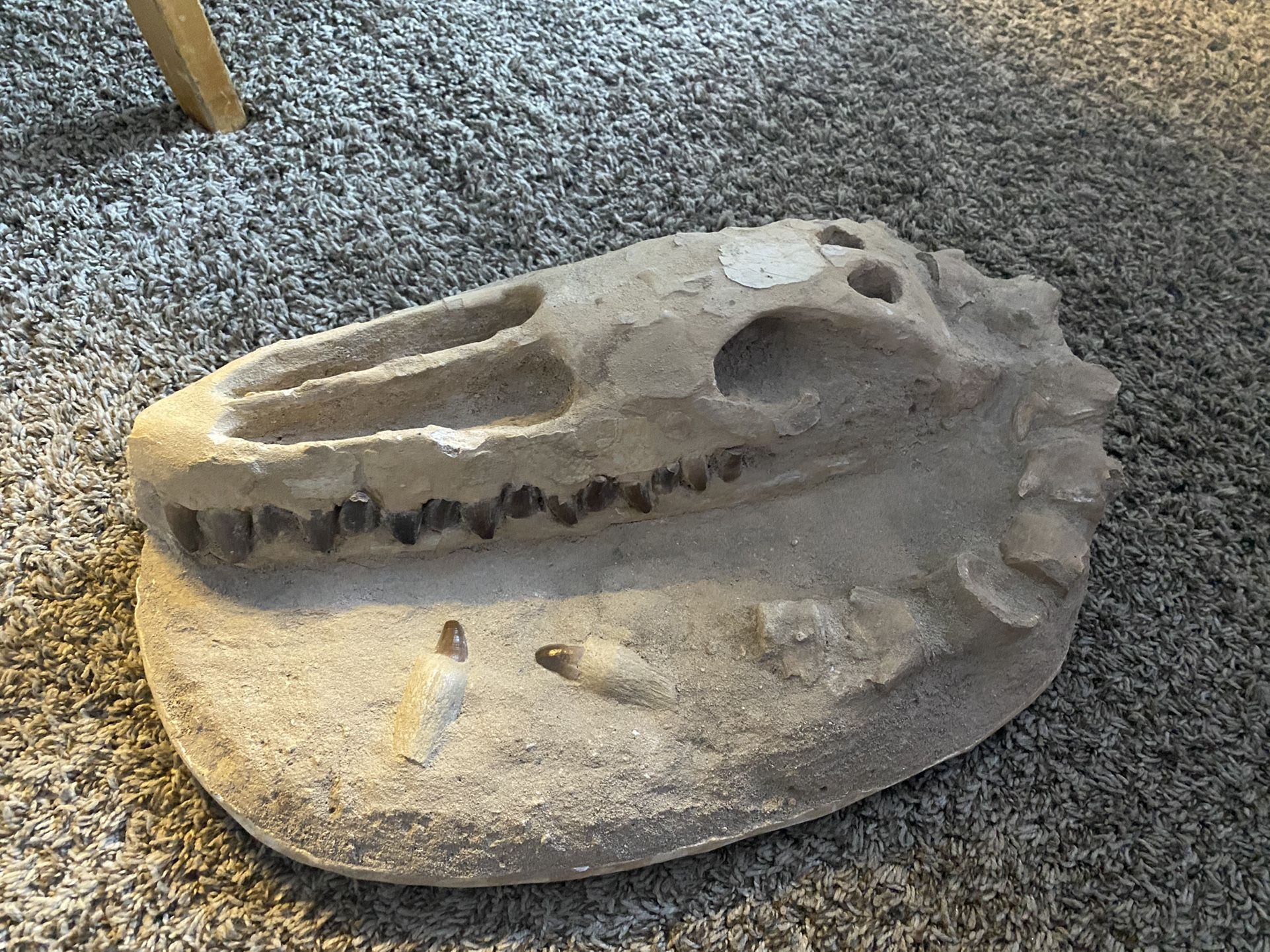 Alligator Fossil