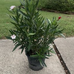 Oleander Tree Plant