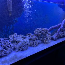 Life Rock For Salt Aquarium