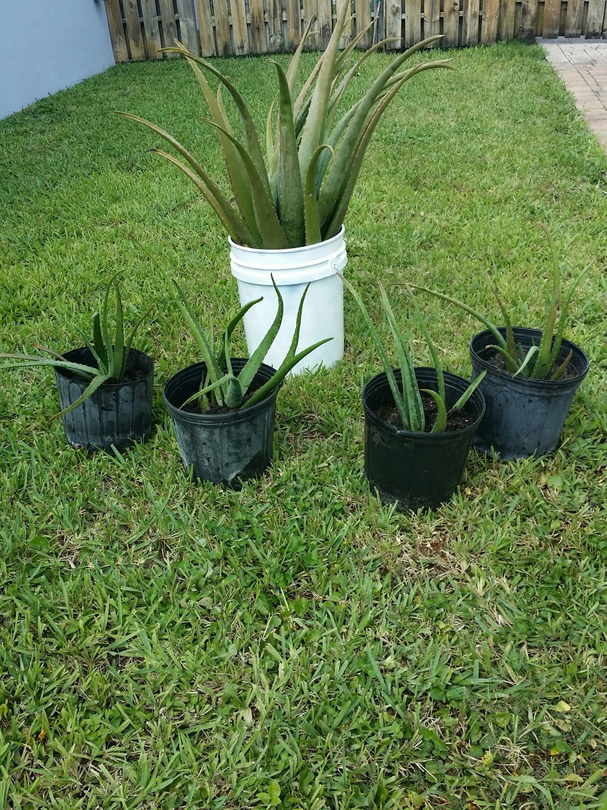 Aloe Plants