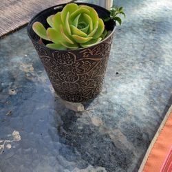 Succulent Plant Pot