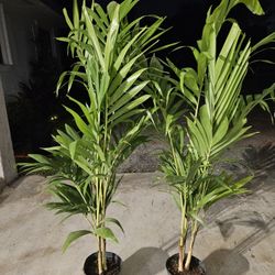 Christmas palms staring  $25 all sizes  available  6 feet 7 feet 8 feet 9 feet  +