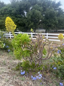 Rose Succulent LARGE PLANTS