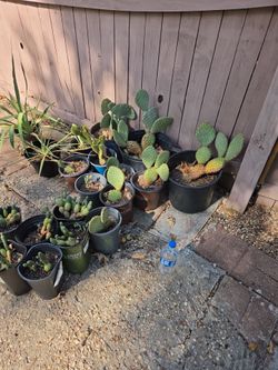 Agaves