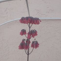 Mother Of 1000 Plants 