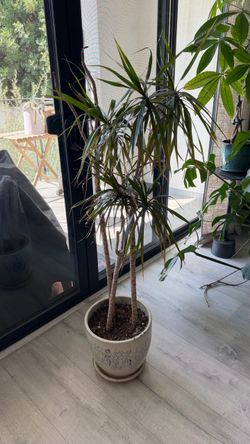 Dracaena Marginata House Plant