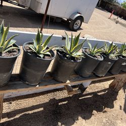 Agave Plants (8 Total)