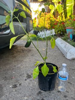 Chile jalapeño