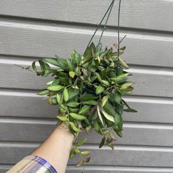 6” hoya burtoniae 