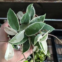 Hoya Krimson Queen White Green And Pink Leaves In 4 Inch Pots - Flowering Plant 