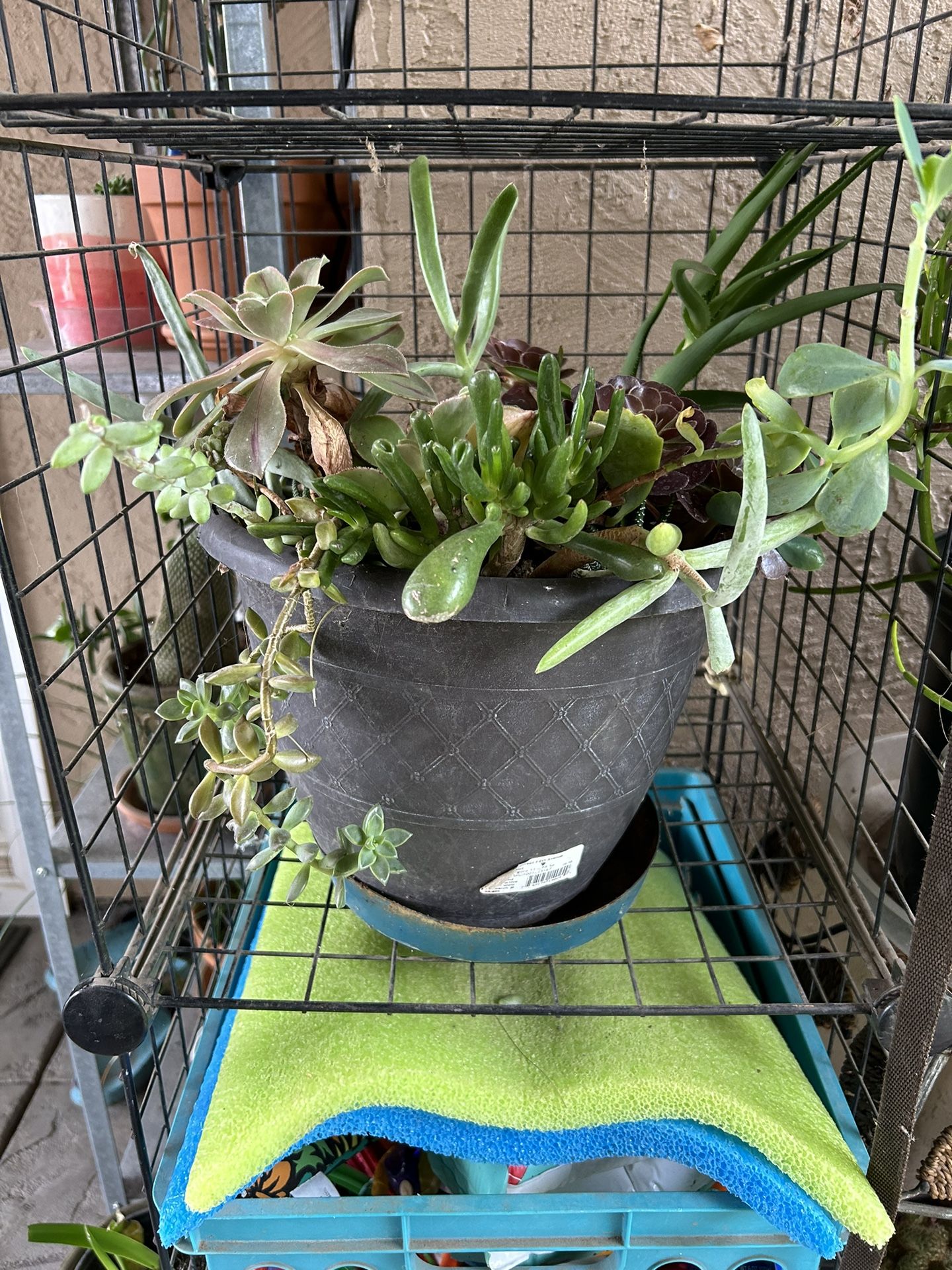 Assorted Succulent Pot