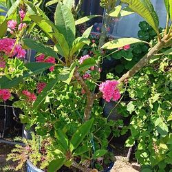 Plants