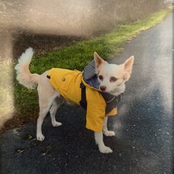 Small Dog Rain Jacket