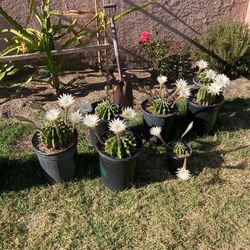 Cacti Plant