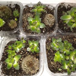 Succulent/cactus Plants 