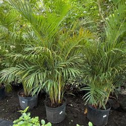 Areca Palm - 7 Gallons