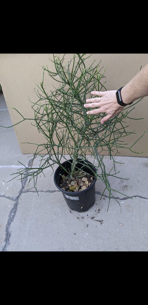 Pencil Plants