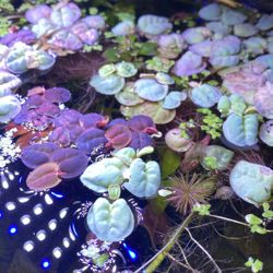 Handful Red Root Floaters Live Fish Tank Floater Plant