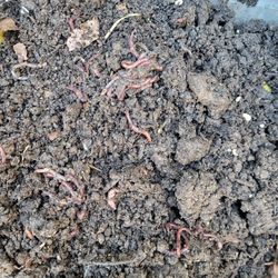 Worms Compost