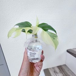 Monstera Rhaphidophora Tetrasperma Variegated