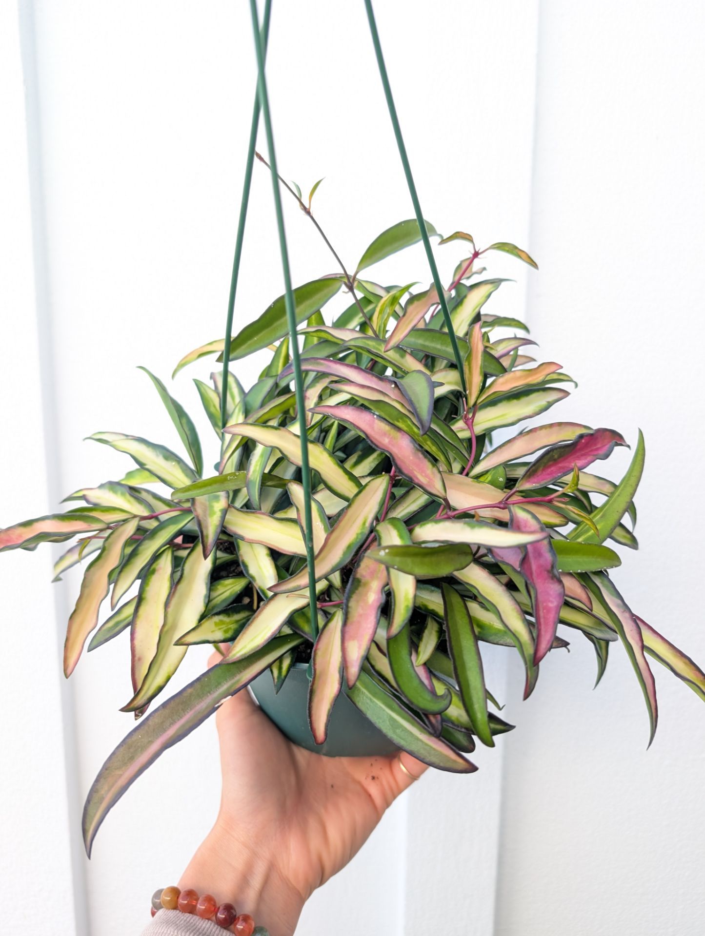 Hoya Wayetti Variegated Plant 6" Pot - Indoor House Plants