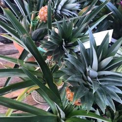 Organics Mini Pineapple Fully Grown Plant 3 Gallon 3ft