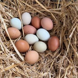 Farm fresh eggs! (Free range)