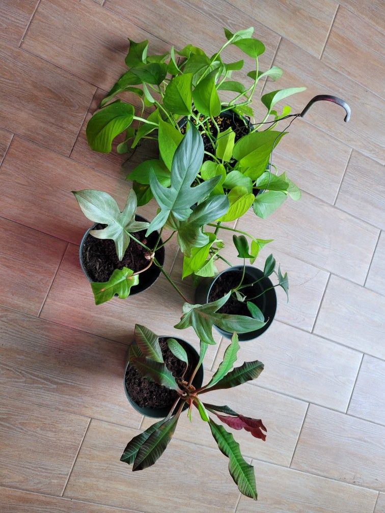 4 Plants--- Madagascar Jewel, philodendrons, and Pothos Lime