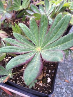 New! MANHATTAN LIGHTS lupine plants