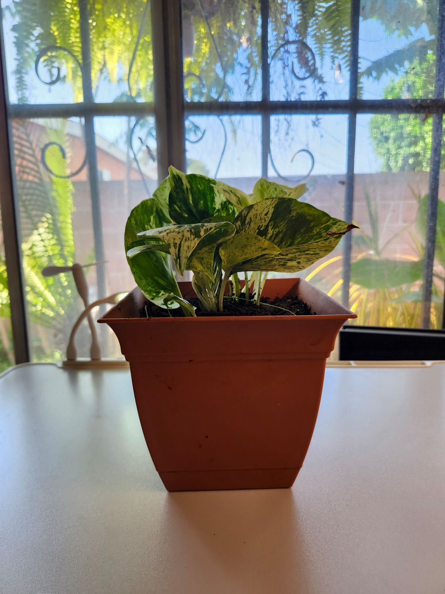 Pothos marble queen