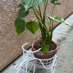 Lovely 💗 And Beautiful Plants. Green All Year Around 