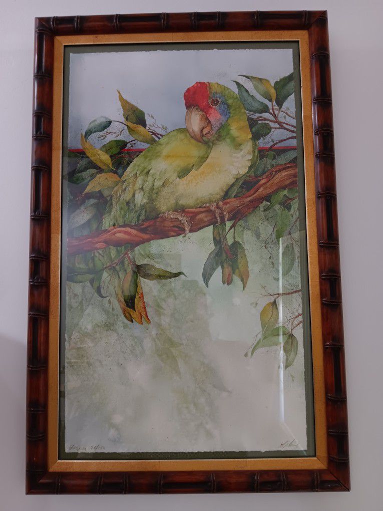 Signed Framed Artwork Painting Picture Parrot Bird