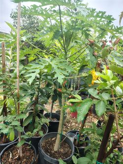 Papaya