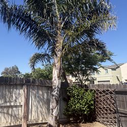 Palm Tree - Queen of Palm $1000 obo 